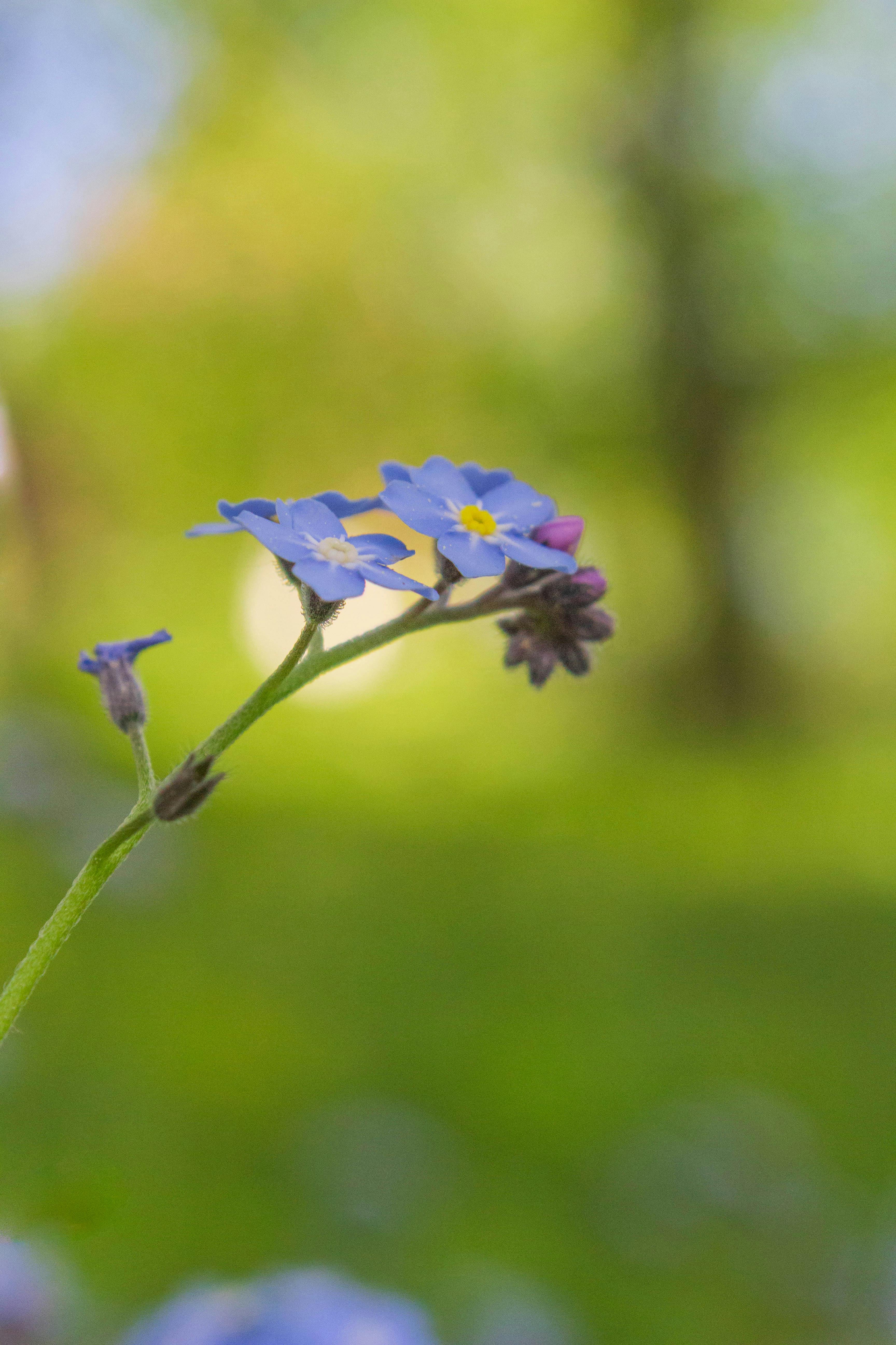 Blå minneblomster (forget-me-not) mot grønn bakgrunn